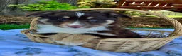 Miniature Australian Shepherd dogs for sale: Bear - Ad 5