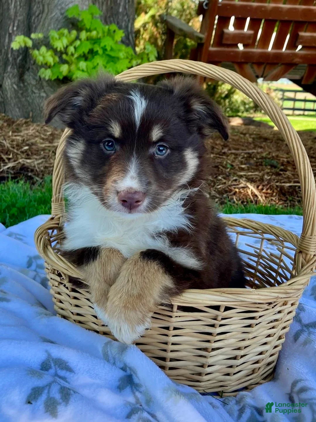 Miniature Australian Shepherd dogs for sale: Bear - Ad 5
