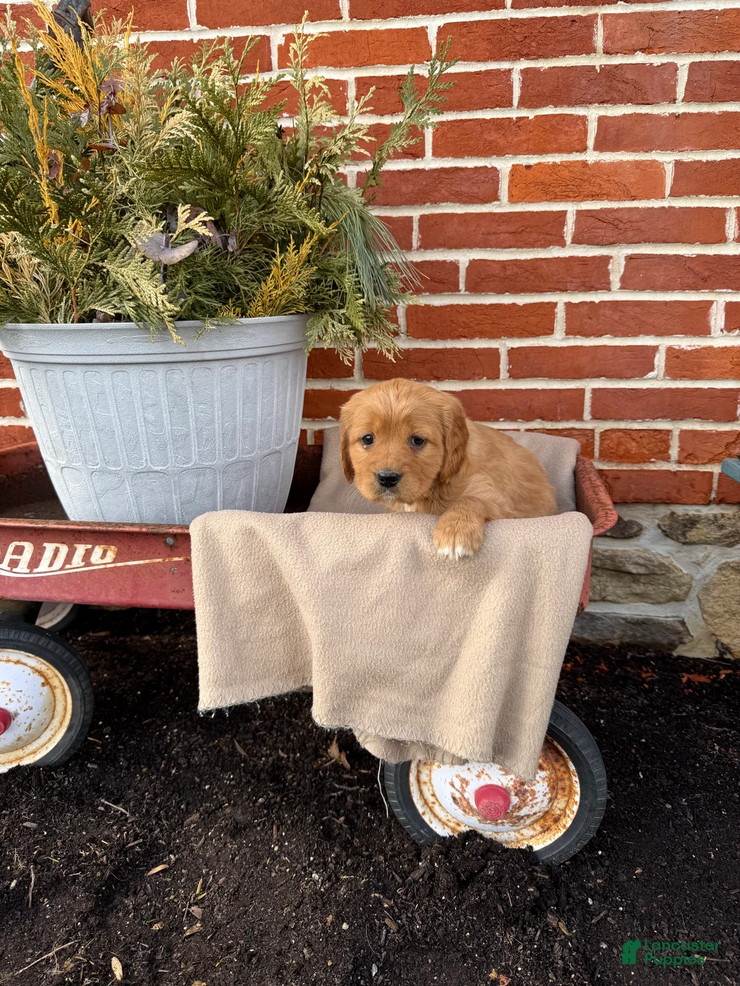 Miniature Golden Retriever dogs for sale: Miniature Golden Retriever Puppy 5 - Ad 4