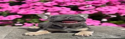 French Bulldog dogs for sale: Ryder - Ad 4