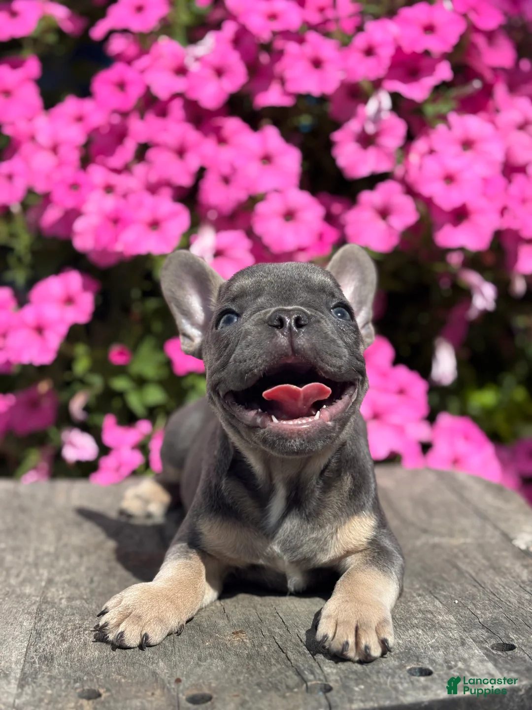 French Bulldog dogs for sale: Ryder - Ad 4