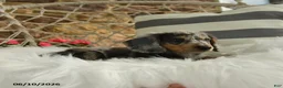 Dachshund dogs for sale: Jake - Ad 3