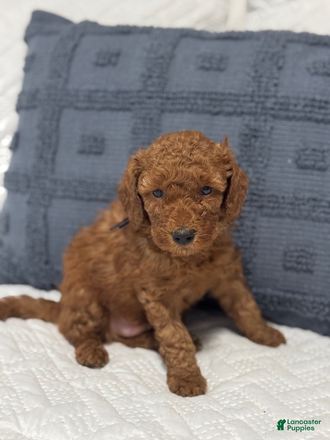 Mini Goldendoodle dogs for sale: Moose - Ad 1