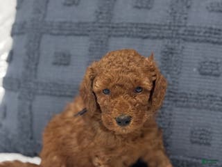Mini Goldendoodle dogs Moose - Ad 9