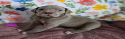 Great Dane dogs for sale: Great Dane Puppy 9 - Ad 4