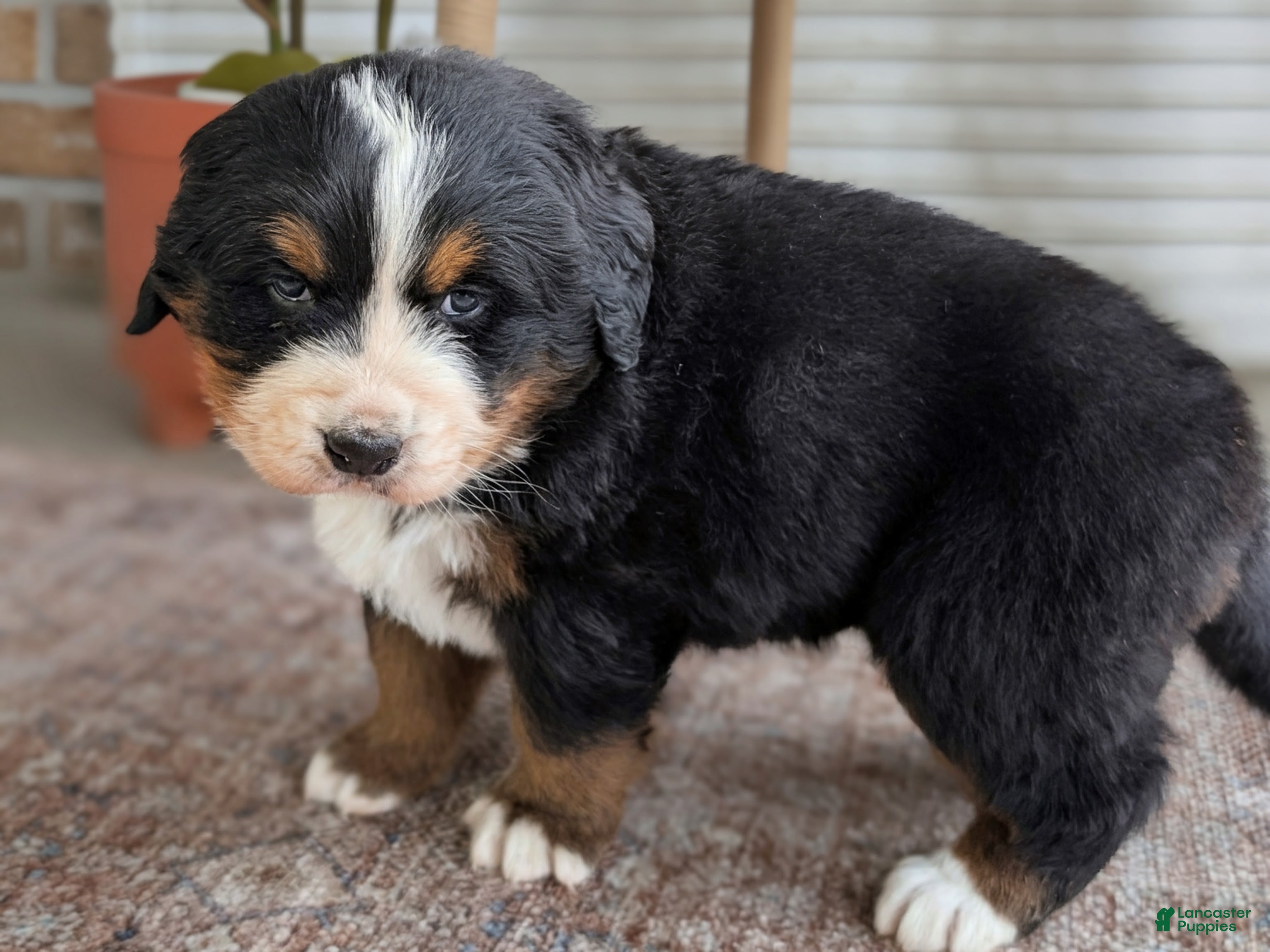 Bernese Mountain Dog dogs Hazel - Ad 2