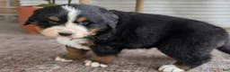 Bernese Mountain Dog dogs for sale: Hazel - Ad 2