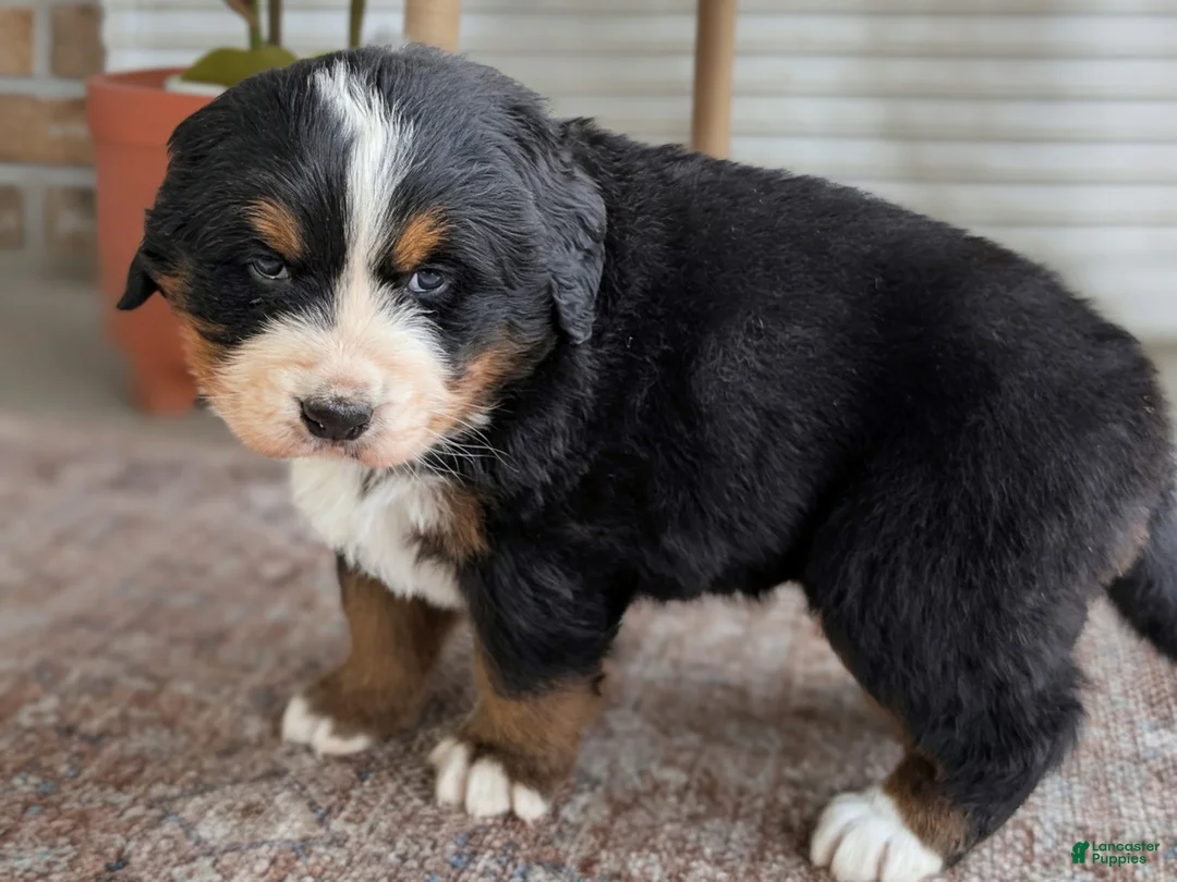 Bernese Mountain Dog dogs for sale: Hazel - Ad 2