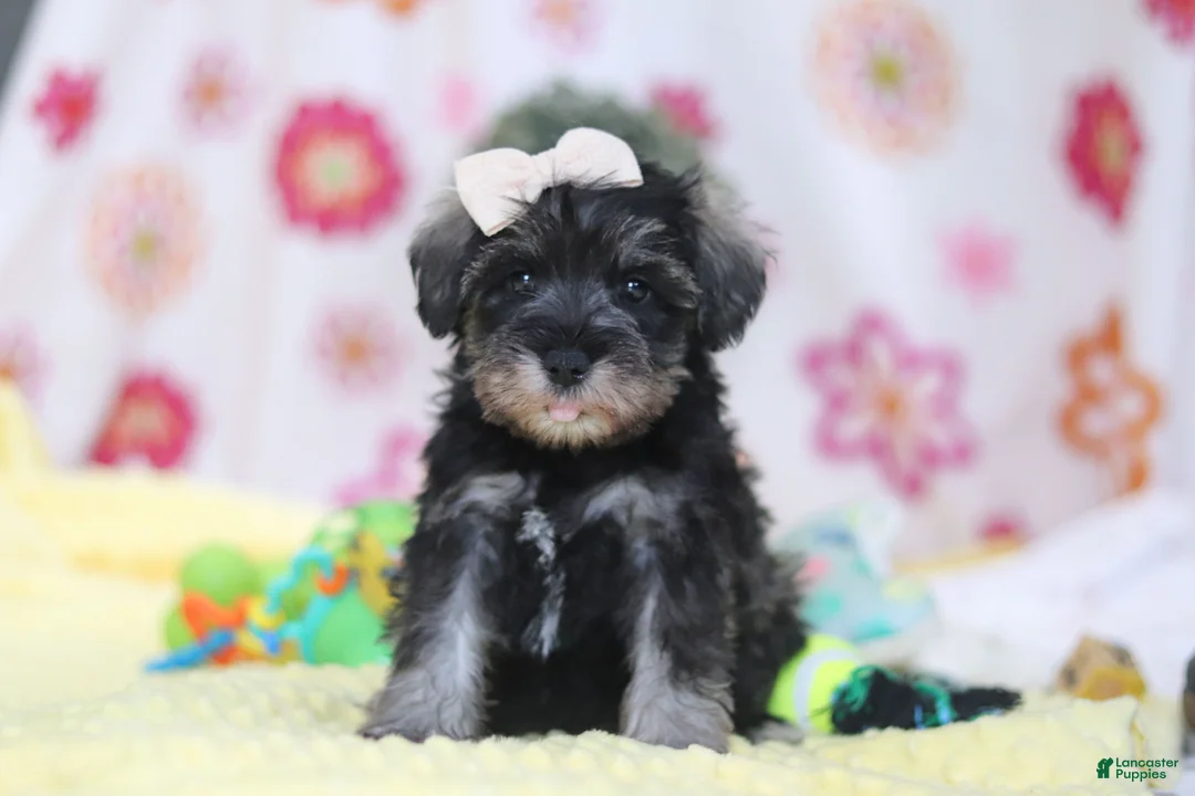 Miniature Schnauzer dogs for sale: Layla - Ad 2