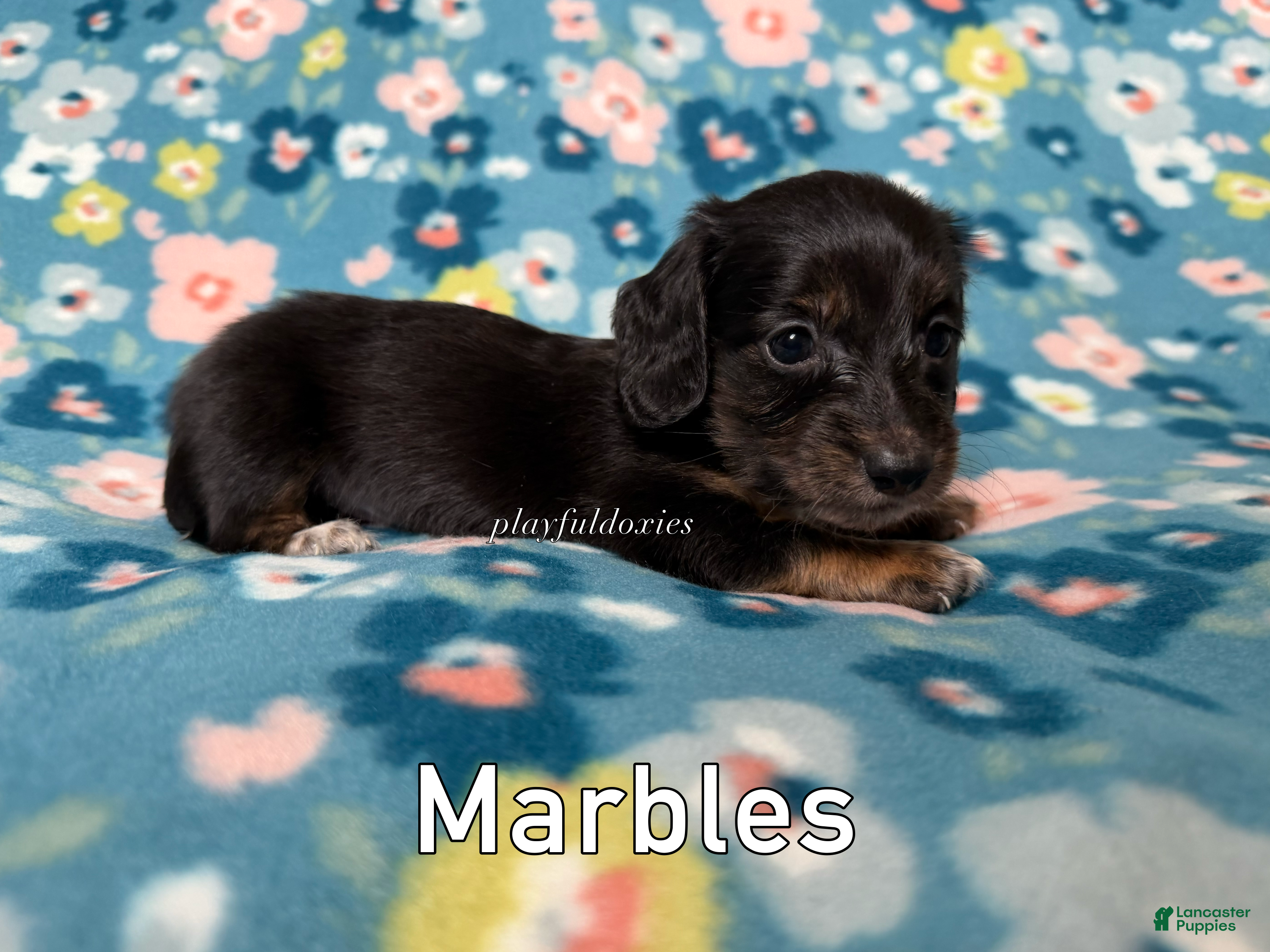 Miniature Dachshund dogs Marbles - Dachshund Puppy Black & Tan Brindle Piebald Long Haired Female - Ad 2