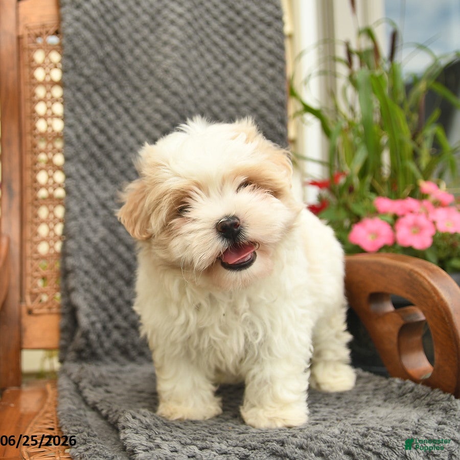 Maltipoo dogs Molly  - Ad 2