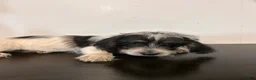 Mixed Breed dogs for sale: Colby  - Ad 4