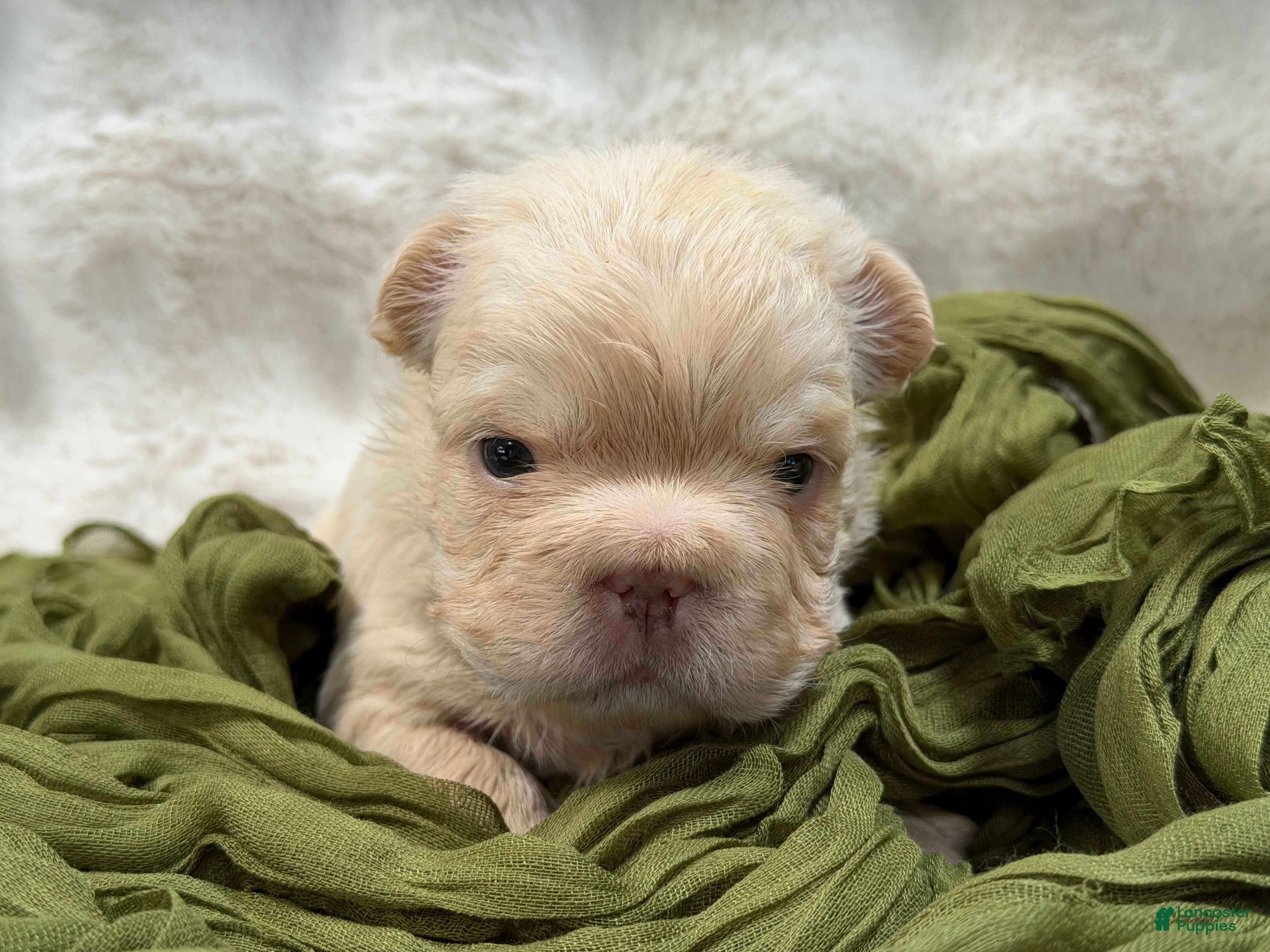 French Bulldog dogs French Bulldog 5 - Ad 2