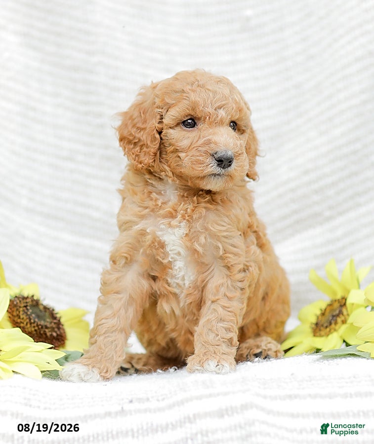 Goldendoodle dogs Jenny - Ad 2