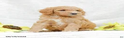 Goldendoodle dogs for sale: Jenny - Ad 2