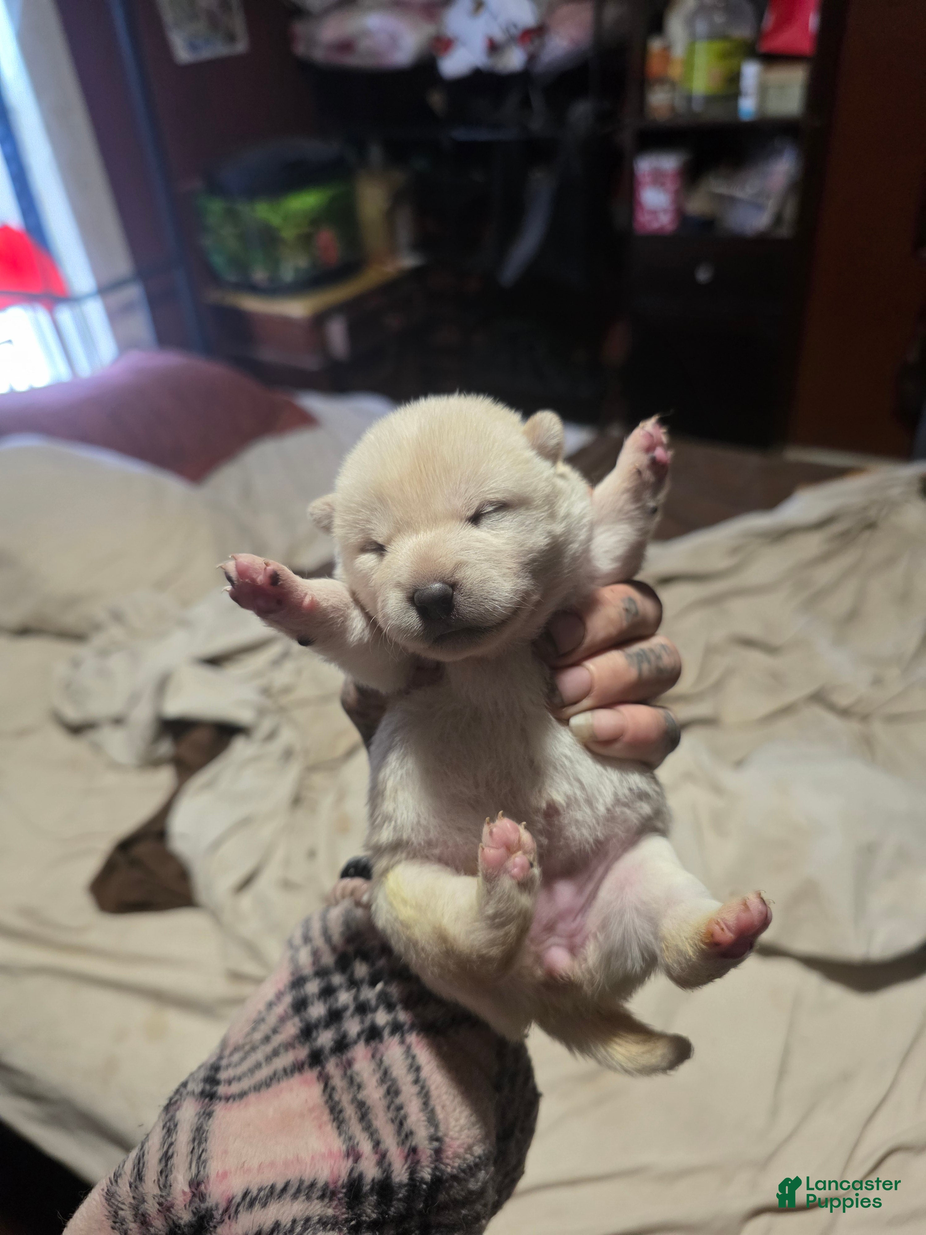 Shiba Inu dogs Shiba Inu Puppy 3 - Ad 1