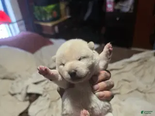 Shiba Inu dogs for sale: Shiba Inu Puppy 3 - Ad 4