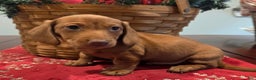 Dachshund dogs for sale: Tucker - Ad 2