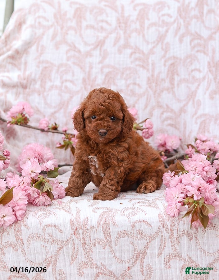 Cockapoo dogs Kandy - Ad 2