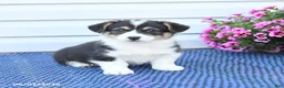Welsh Corgi Pembroke dogs for sale: Jasper - Ad 1