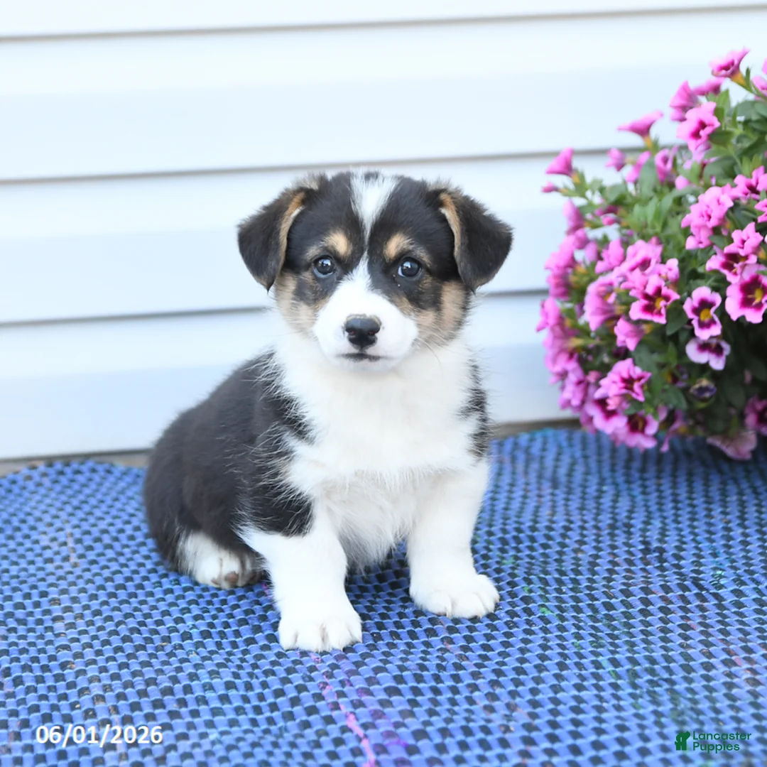 Welsh Corgi Pembroke dogs for sale: Jasper - Ad 1