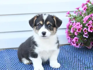 Welsh Corgi Pembroke dogs for sale: Jasper - Ad 1