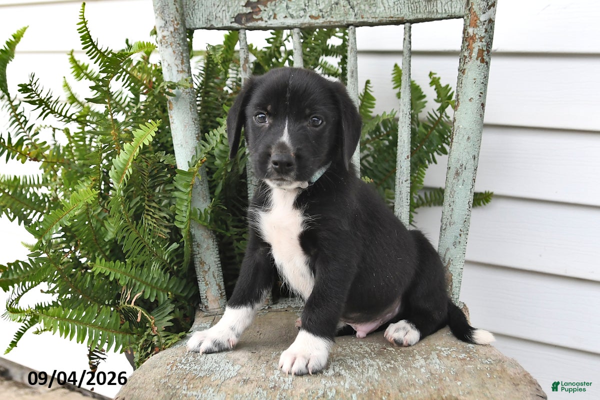 Beagle dogs Ronnie - Ad 2