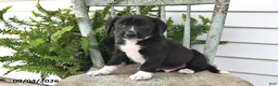 Beagle dogs for sale: Ronnie - Ad 2