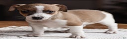 Jack Russell Terrier dogs for sale: Freckles - Ad 2