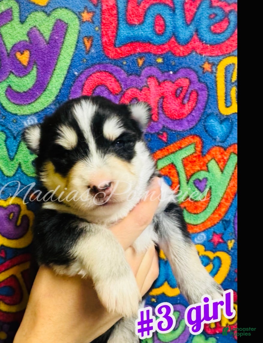 Pomsky dogs Pomsky Puppy 5 - Ad 7