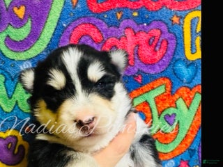 Pomsky dogs Pomsky Puppy 5 - Ad 11