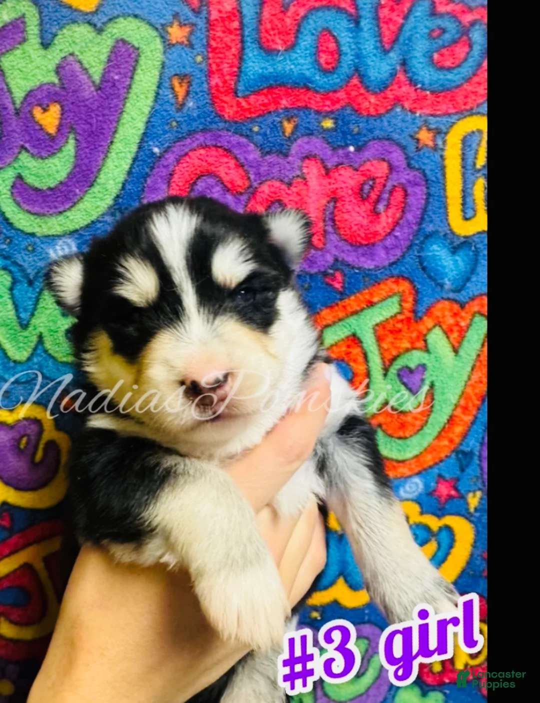 Pomsky dogs for sale: Pomsky Puppy 5 - Ad 1