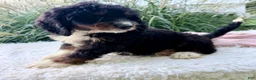 Bernedoodle dogs for sale: Beatrice  - Ad 8