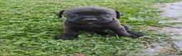 Mixed Breed dogs for sale: Peanut - Ad 5