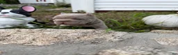 French Bulldog dogs for sale: Tesla - Ad 13