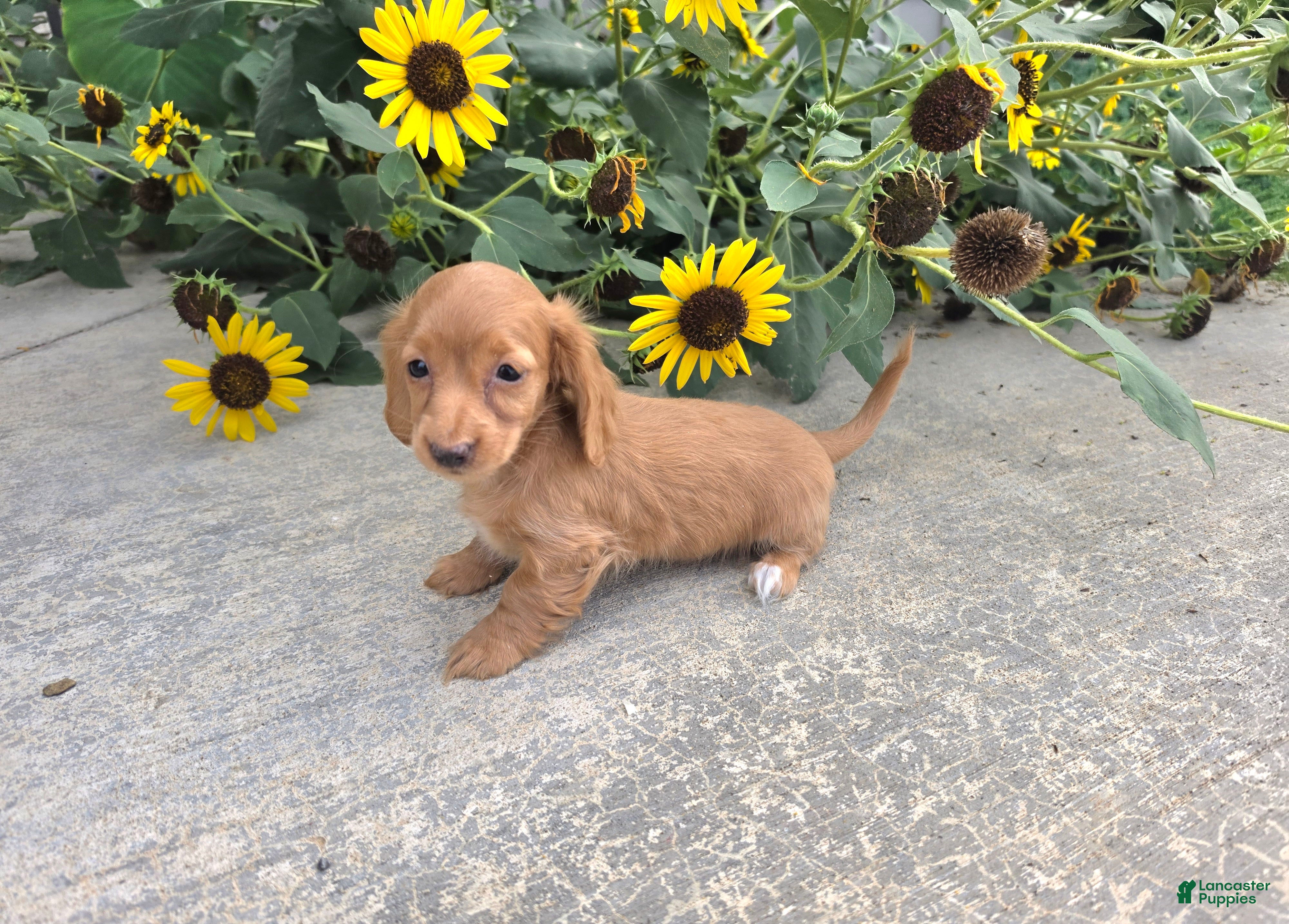 Miniature Dachshund dogs Hope - Ad 2