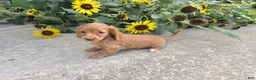 Miniature Dachshund dogs for sale: Hope - Ad 2