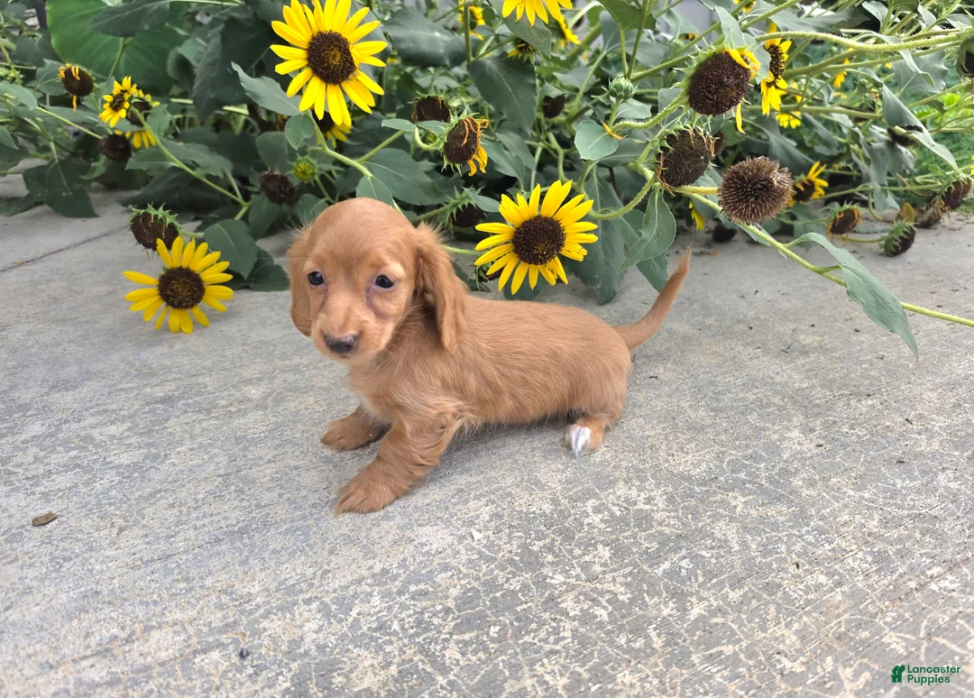 Miniature Dachshund dogs for sale: Hope - Ad 2