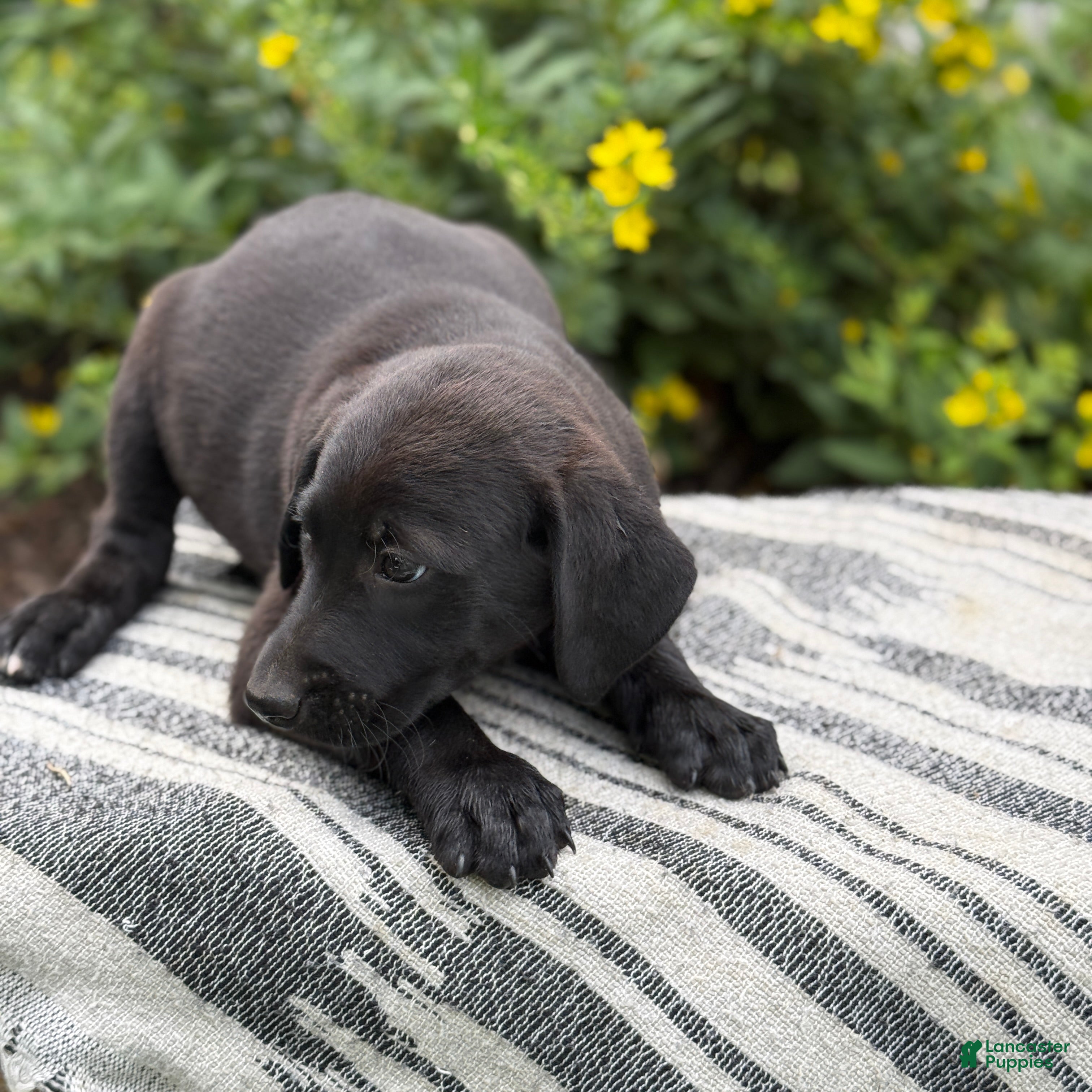 Mixed Breed dogs Gabby - Ad 2