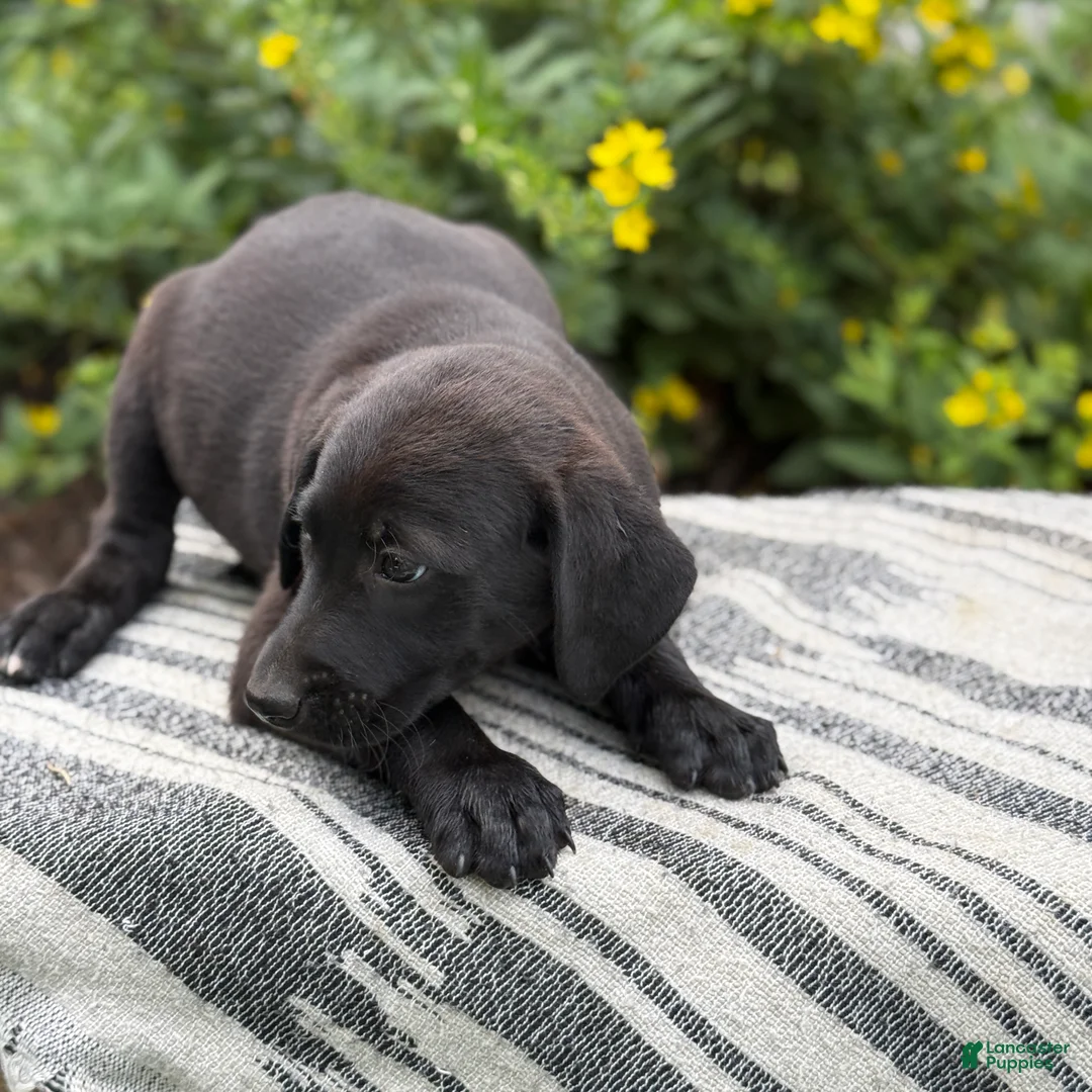 Mixed Breed dogs for sale: Gabby - Ad 2