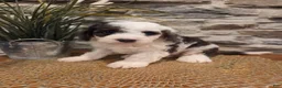 Mini Bernedoodle dogs for sale: ELLIE - FEMALE Mini Bernedoodle 3 - Ad 6