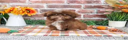 Shih Tzu dogs for sale: Diego - Ad 3