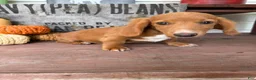 Miniature Dachshund dogs for sale: Ella - Ad 6