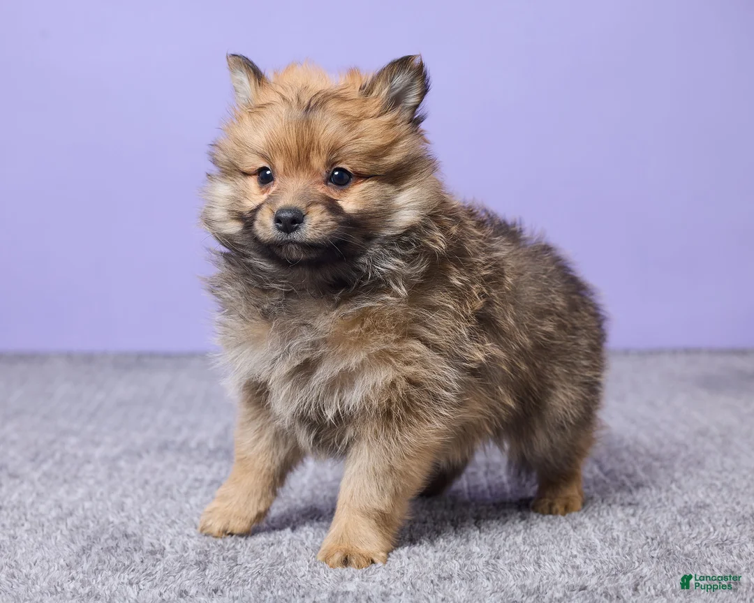 Pomeranian dogs for sale: Sammy - Ad 5