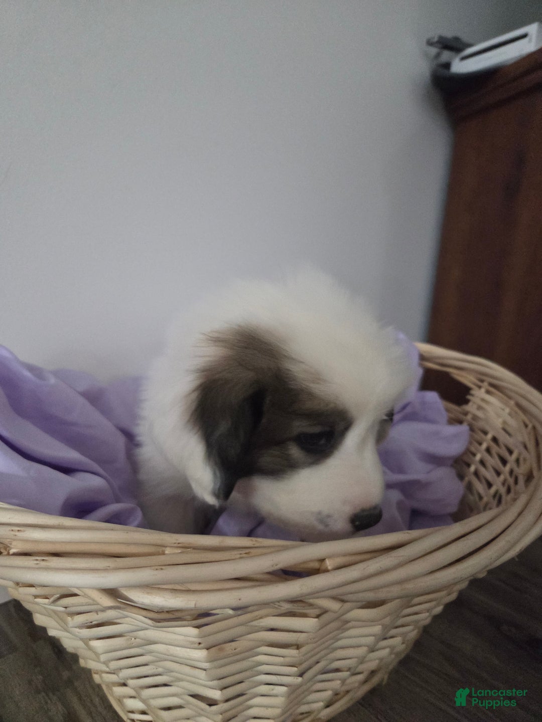 Great Pyrenees dogs for sale: Max - Ad 9