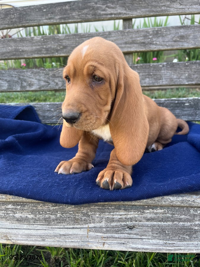 Basset Hound dogs Jess - Ad 2