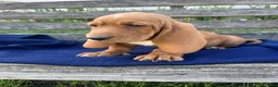 Basset Hound dogs for sale: Jess - Ad 2