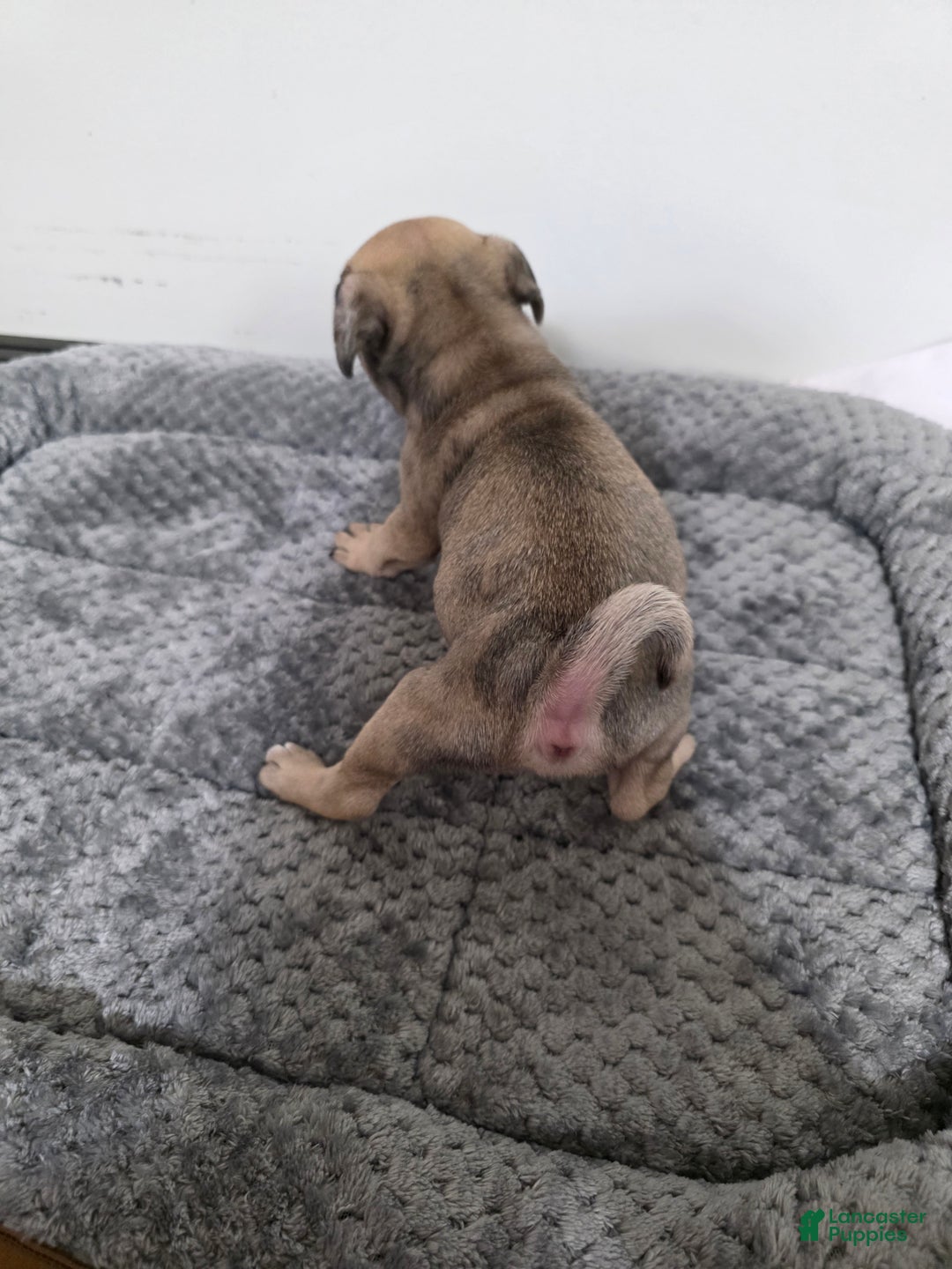 Pug dogs for sale: Pug Puppy Maggie  - Ad 4