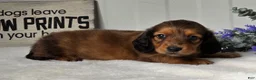 Miniature Dachshund dogs for sale: Asher - Ad 5