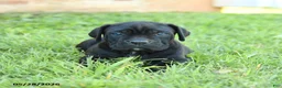 Cane Corso dogs for sale: Diamond - Ad 5
